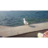 Дикая фауна - 04.jpg Дикая фауна - 04.jpg